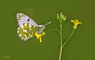 Da Oykls (Euchloe ausonia)