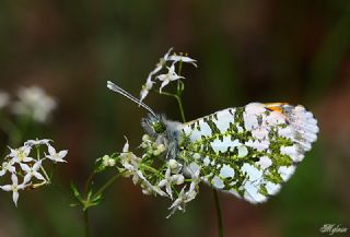 Turuncu Ssl (Anthocharis cardamines)