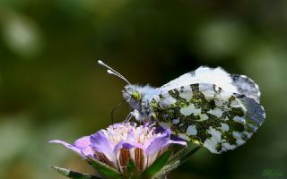 Turuncu Ssl (Anthocharis cardamines)