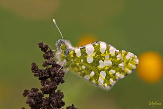 Da Oykls (Euchloe ausonia)