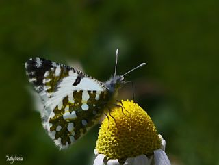 Da Oykls (Euchloe ausonia)