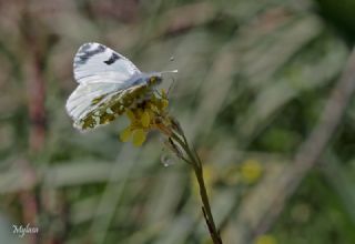 Da Oykls (Euchloe ausonia)