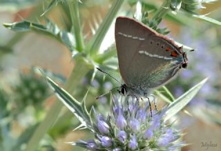 G�zel Sevbeni&nbsp;(Satyrium&nbsp;spini)