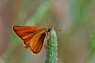 Sar Antenli Zpzp (Thymelicus sylvestris)