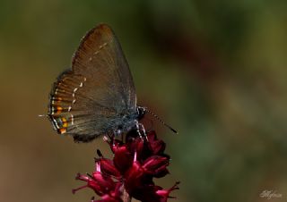 Byk Sevbeni (Satyrium ilicis)