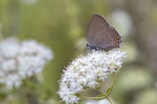 Byk Sevbeni (Satyrium ilicis)