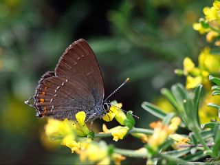 Byk Sevbeni (Satyrium ilicis)