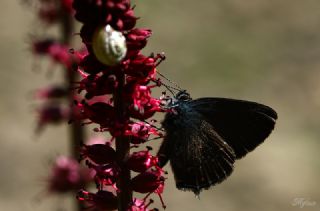 Byk Sevbeni (Satyrium ilicis)