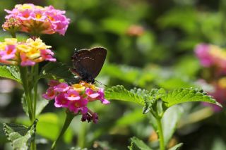 Byk Sevbeni (Satyrium ilicis)