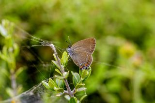 Byk Sevbeni (Satyrium ilicis)