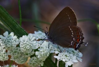 Byk Sevbeni (Satyrium ilicis)
