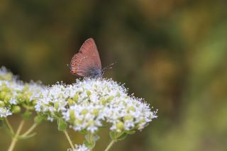 Byk Sevbeni (Satyrium ilicis)