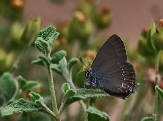 Byk Sevbeni (Satyrium ilicis)