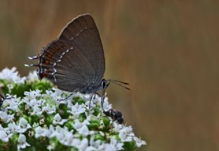 Byk Sevbeni (Satyrium ilicis)