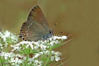 Byk Sevbeni (Satyrium ilicis)