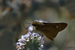 Beyaz illi Kara Zpzp (Pelopidas  thrax)