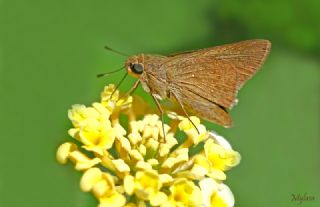 Beyaz illi Kara Zpzp (Pelopidas  thrax)