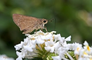 Beyaz illi Kara Zpzp (Pelopidas  thrax)