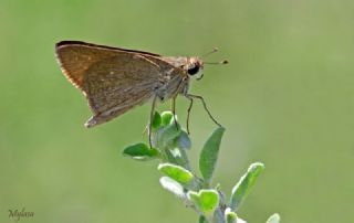 Beyaz illi Kara Zpzp (Pelopidas  thrax)