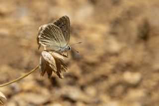 okgzl Dafnis (Polyommatus daphnis)