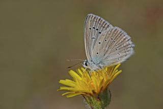 okgzl Dafnis (Polyommatus daphnis)