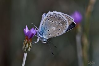 okgzl Dafnis (Polyommatus daphnis)