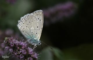 okgzl Dafnis (Polyommatus daphnis)