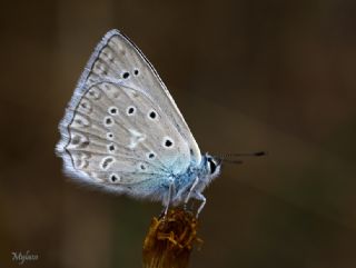 okgzl Dafnis (Polyommatus daphnis)