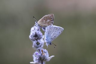 okgzl Dafnis (Polyommatus daphnis)