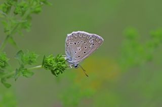 okgzl Dafnis (Polyommatus daphnis)