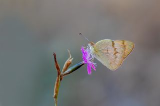 Mezopotamya Kolotisi (Colotis fausta)