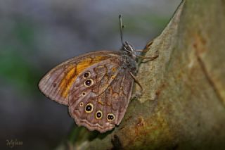 Aa Esmeri (Kirinia roxelana)