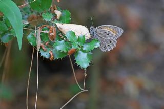 Aa Esmeri (Kirinia roxelana)
