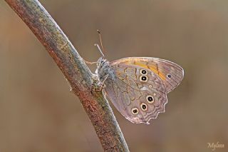 Aa Esmeri (Kirinia roxelana)