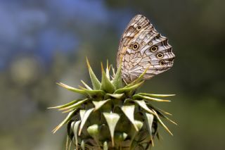 Aa Esmeri (Kirinia roxelana)