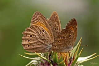 Aa Esmeri (Kirinia roxelana)
