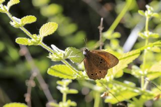 Aa Esmeri (Kirinia roxelana)