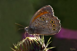 Aa Esmeri (Kirinia roxelana)