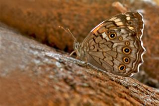 Aa Esmeri (Kirinia roxelana)