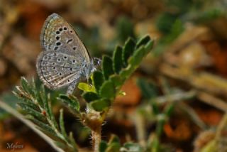 Karsandra (Zizeeria karsandra)