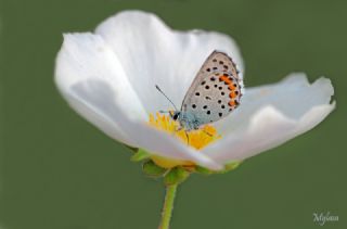 Himalaya Mavisi (Pseudophilotes vicrama)