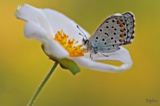 Himalaya Mavisi (Pseudophilotes vicrama)