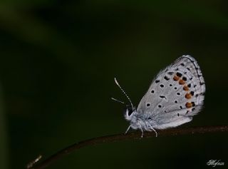 Himalaya Mavisi&nbsp;(Pseudophilotes&nbsp;vicrama)