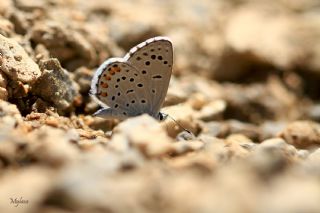 Himalaya Mavisi (Pseudophilotes vicrama)