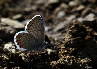 Himalaya Mavisi (Pseudophilotes vicrama)