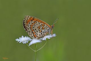 Gzel parhan (Melitaea trivia)