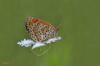 Gzel parhan (Melitaea syriaca)