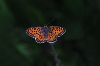 Gzel parhan (Melitaea trivia)