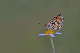 Gzel parhan (Melitaea trivia)