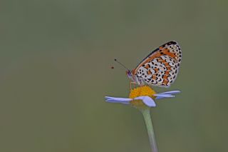 Gzel parhan (Melitaea syriaca)